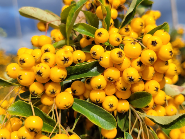 Pyracantha Soleil d Or Feuerdorn Soleil d Or